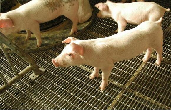Заприте гофрированную сетку экрана Веаве нержавеющую для повышения свиньи, коррозионностойкую
